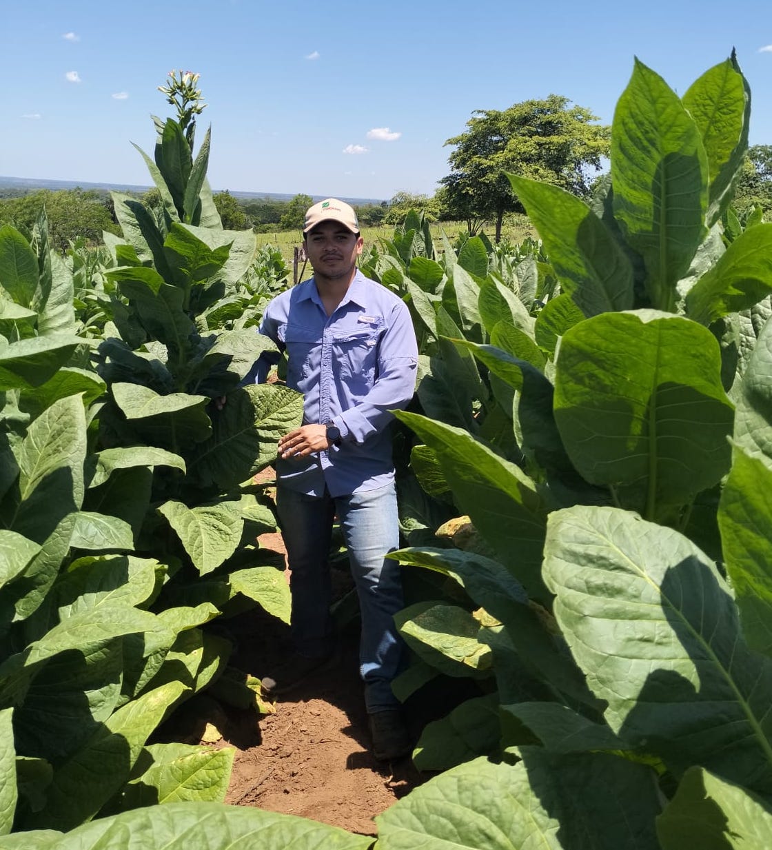 tobacco cultivation