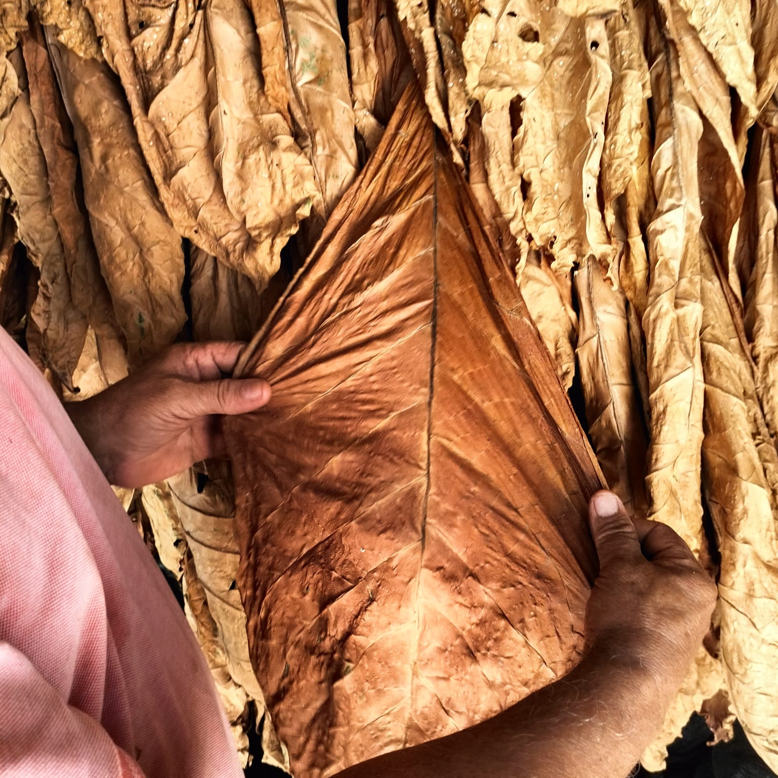 cured tobacco leaf