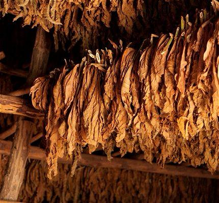 burley tobacco