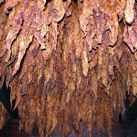 dark fire cured tobacco