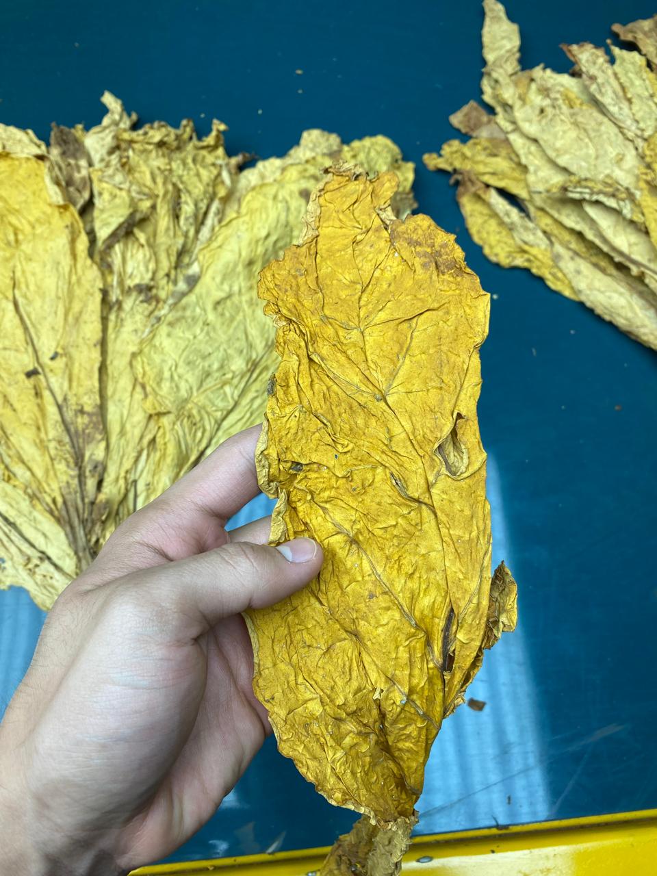 virginia tobacco